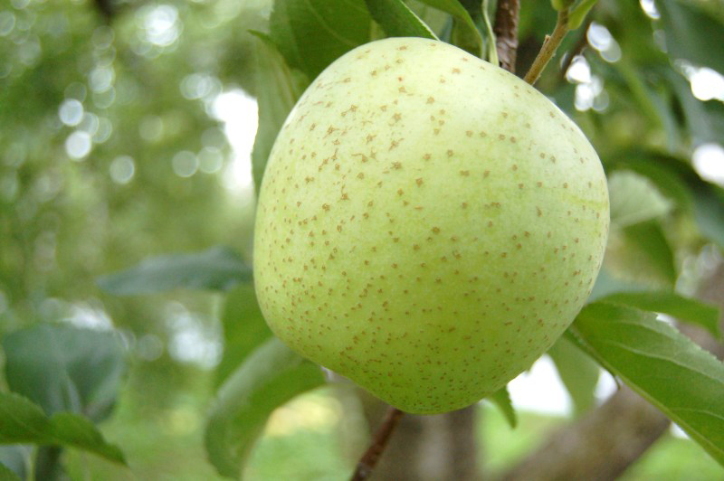 王林は黄緑色のりんごの品種！さっぱりしたい朝やリフレッシュに王林！